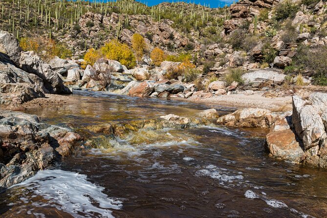 Saguaro NP and Mt. Lemmon Self Guided Driving Audio Tour Bundle - Should you book the Saguaro and Mount Lemmon bundle?