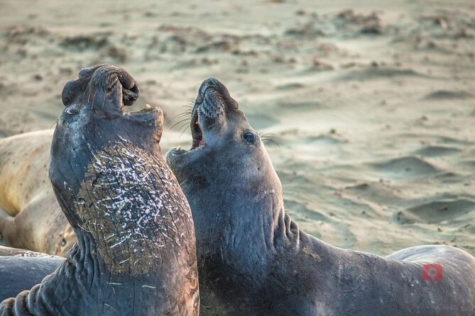 Self-Guided Audio Driving Tour in Big Sur PCH Highway 1 - Elephant seals near San Simeon