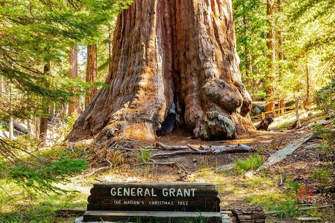 Self-Guided Audio Driving Tour in Sequoia and Kings Canyon - Hospital Rock and the road’s human history