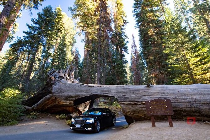 Self-Guided Audio Driving Tour in Sequoia and Kings Canyon - General Grant Tree and Panoramic Point in Kings Canyon