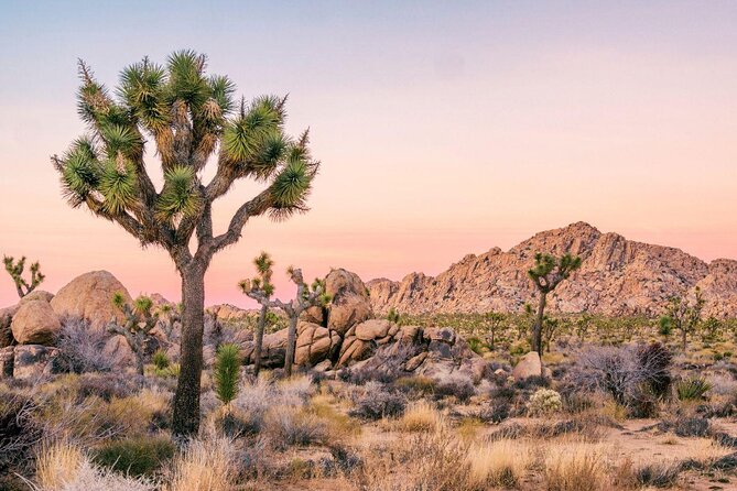 Self-Guided Driving Audio Tour in Joshua Tree National Park - Key details before you drive
