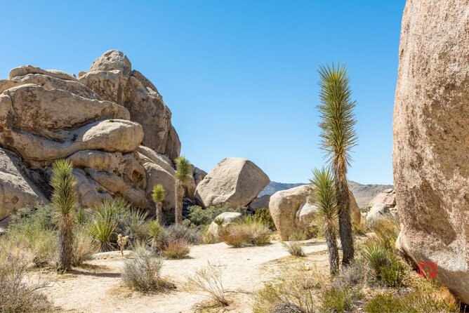 Self-Guided Driving Audio Tour in Joshua Tree National Park - Barker Dam and the story behind the water