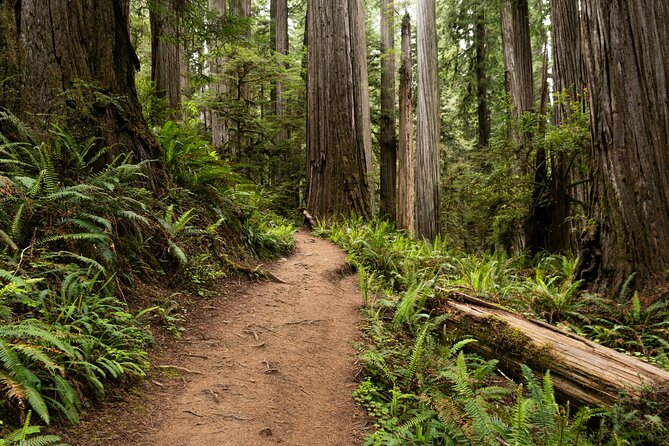 Self Guided Driving Audio Tour of Redwood National and State Park - How this Redwood audio tour works