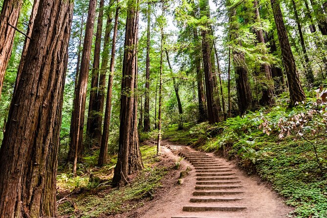Self Guided Driving Audio Tour of Redwood National and State Park - Stout Grove gives you the classic first look