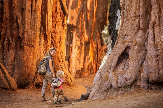 Sequoia and Kings Canyon Audio Tour Self Guide National Park Tour - What the $15.99 Price Really Gets You