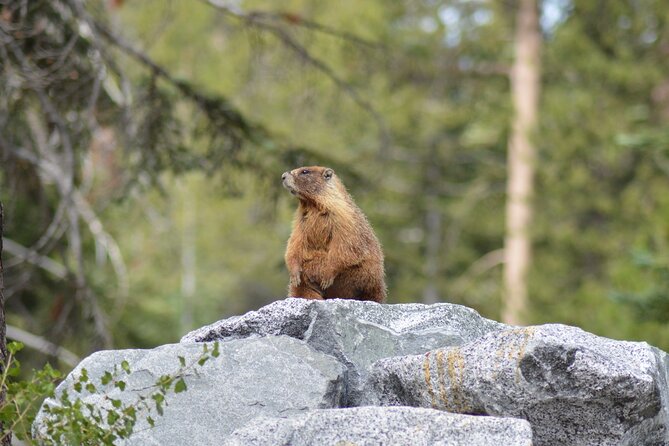 Sequoia & Kings Canyon NP Self-Guided Driving Audio Tour - Tharp’s Log and Squatter’s Cabin show a human side
