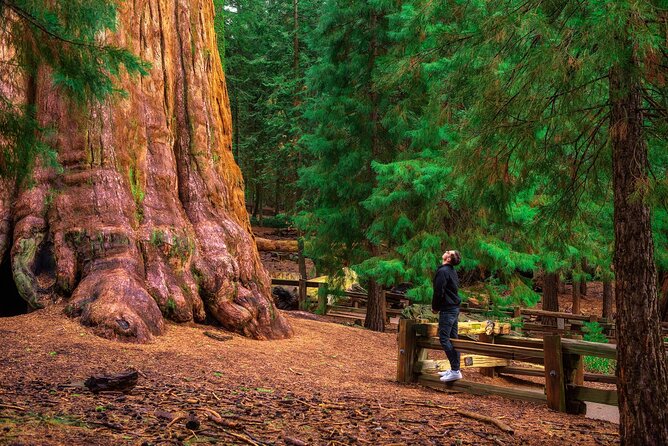 Sequoia National Park Self-Guided Audio Tour - Giant Forest Museum and Moro Rock