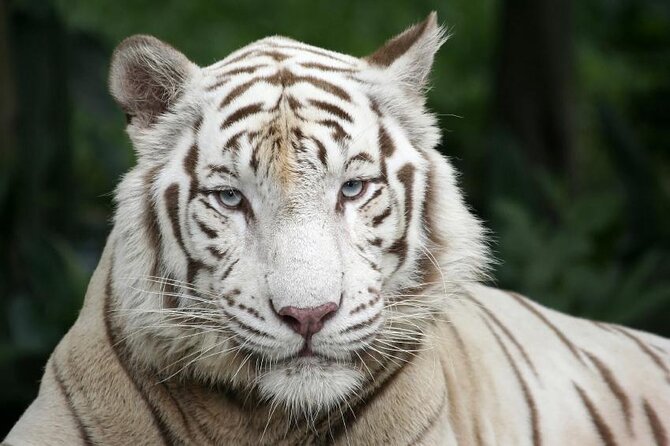 Singapore Self-Guided Audio Tour - Key Points Before You Press Play