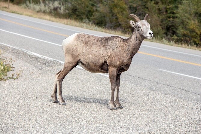 Smartphone Audio Driving Tour between Banff and Calgary - Kananaskis Country and the approach to the Rockies
