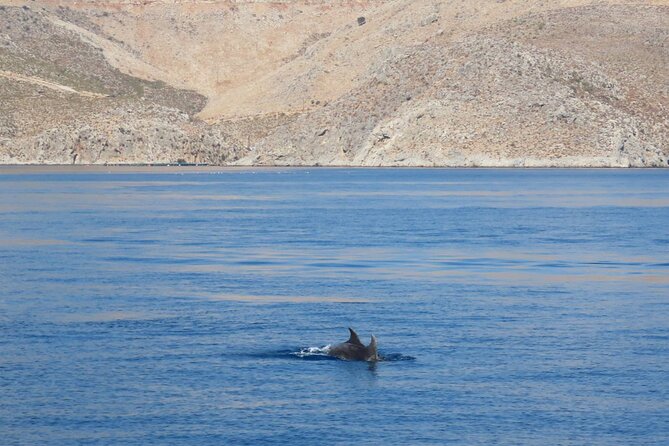 The Santa Maria 3 Island Cruise in the Aegean w/ Free Audio Guide - The dolphin search near Kalymnos