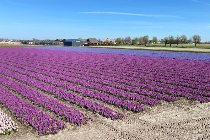 Tulip Fields near Keukenhof - Self-Drive Audio Tour for 2 People - Bloom timing, tulip farming, and what you may actually see