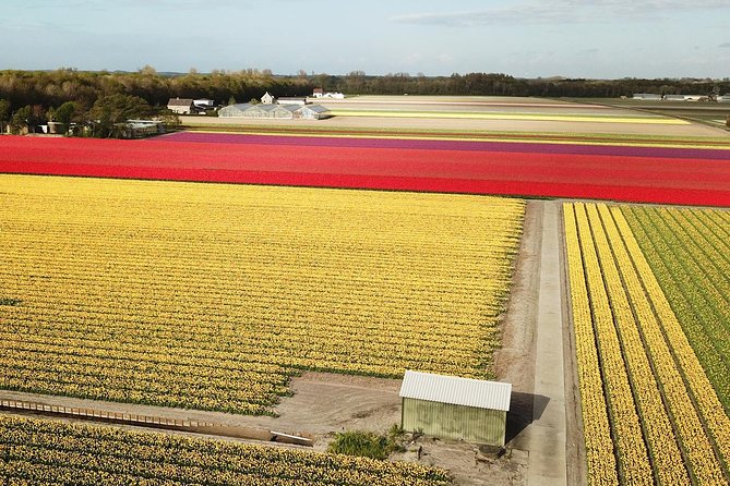 Tulip Fields near Keukenhof - Self-Drive Audio Tour for 2 People - Is $119.77 good value for two people?