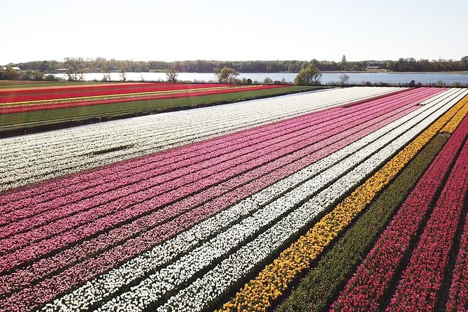 Tulip Fields near Keukenhof - Self-Drive Audio Tour for 2 People - Starting near Keukenhof at Meer en Duin 44