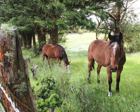 Ultimate Self-Guided Audio Driving Tour of Kauai (Na Pali, Waimea), Hawaii - Key points to know before you go
