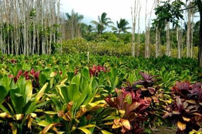 West Maui Self-Guided Audio Tour - How This Maui Audio Tour Works