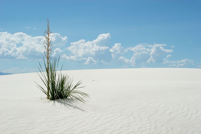White Sands National Park Self-Guided Audio Tour - Dune Life Nature Trail: moderate effort, unusual habitat