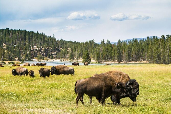 Yellowstone National Park Self-Guided Driving Audio Tour - Key things to know before you go