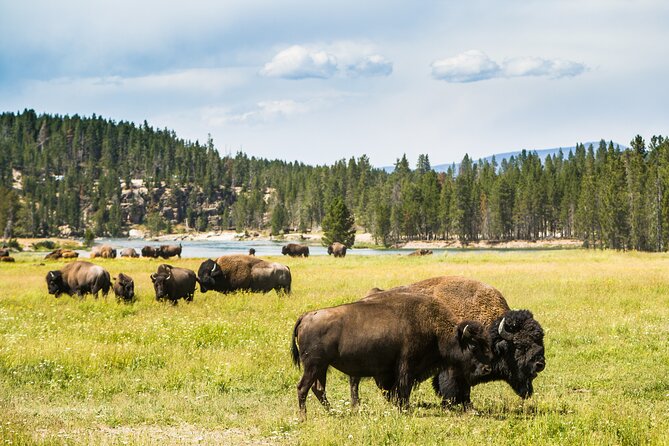 Yellowstone National Park Self-Guided Driving Audio Tour - Lamar Valley and the Northeast Entrance