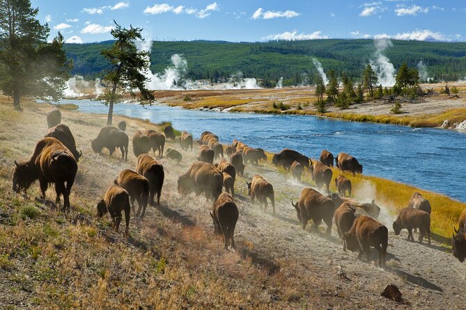 Yellowstone National Park Self-Guided Driving Audio Tour - Price, value, and the small technical risks