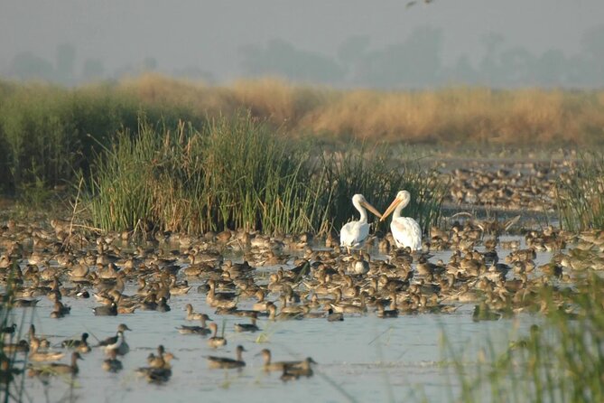 Yolo County Explorer: Culinary & Cultural Audio Tour - Bees, native plants, and working farms